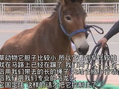 成人网站高清免费观看在线视频